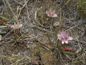 Alpine Bitterroot How to Propagate Alpine bitterroot