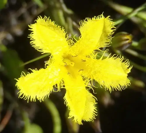 Villarsia capensis
