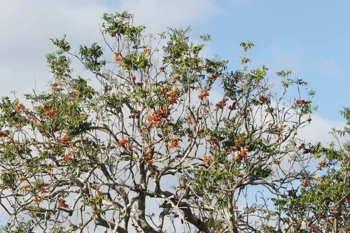 Australische Kastanie - Castanospermum australe (Pflege, Merkmale, Blume,  Bilder, Giftig)
