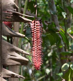 Platanillo (Heliconia mariae) - PictureThis