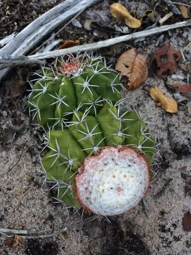 Melocactus zehntneri - PictureThis