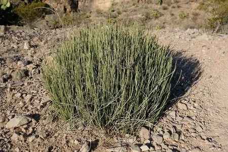 the plant box insolvent Plant Of The Month Club
