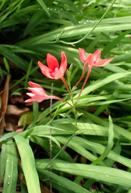 Freesien (Freesia) - PictureThis