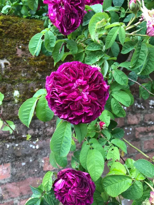 French rose 'Charles de Mills'