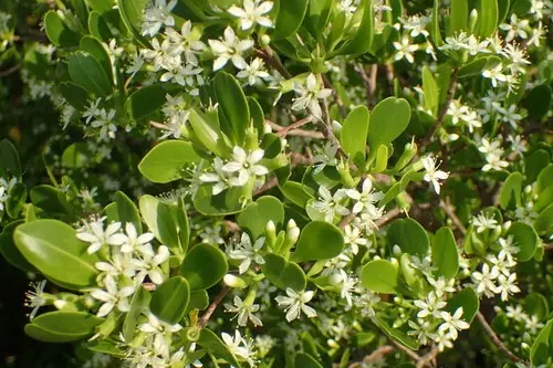Mangrove noire à fleur blanche