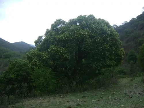 Ehretia latifolia