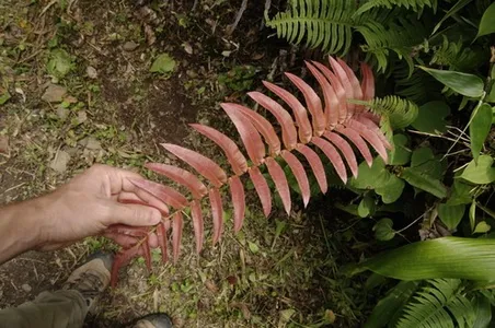 Hammock fern (Blechnum occidentale) - PictureThis