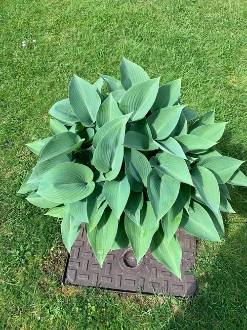 Plantain lilies 'Halcyon'