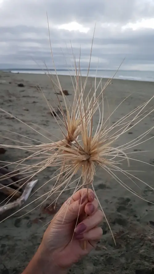 Sand spinifex grass
