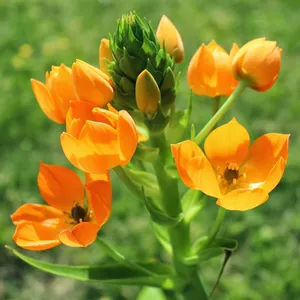 Orangefarbener Milchstern - Ornithogalum dubium (Pflege, Merkmale, Blume,  Bilder, Giftig)