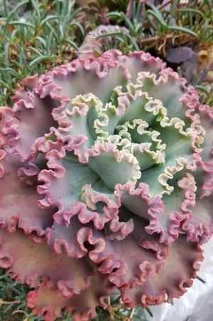 black and white succulent Black & White Succulent – Chic & Shabby