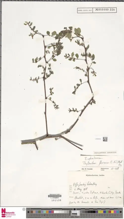 Phyllanthus flexuosus