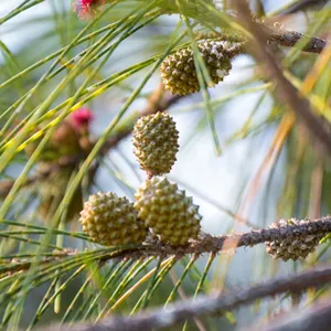 Casuarina - Casuarina equisetifolia (Cuidado, Características