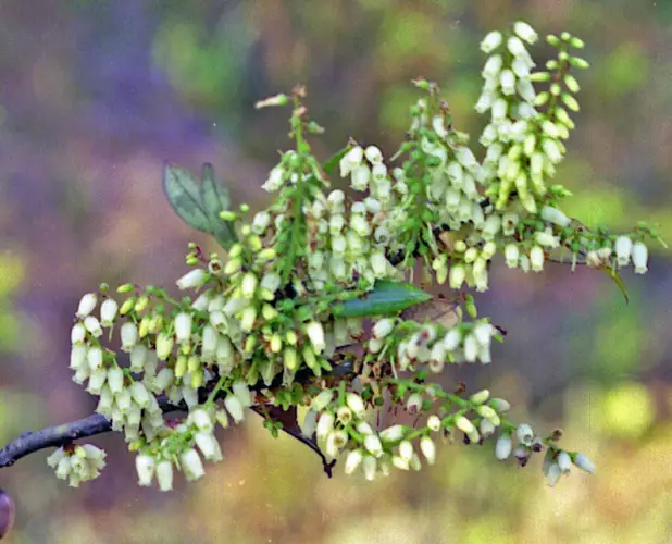Agarista salicifolia