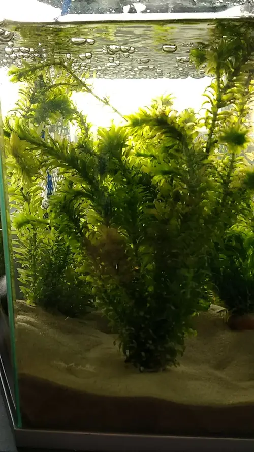 Waterweed berbunga besar