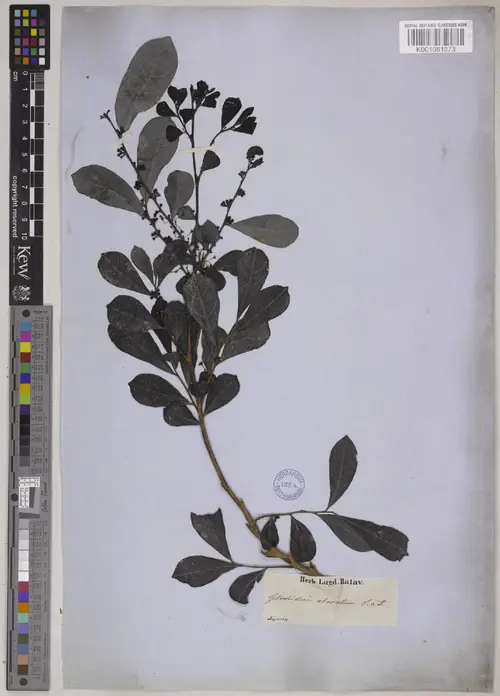Phyllanthus sieboldianus