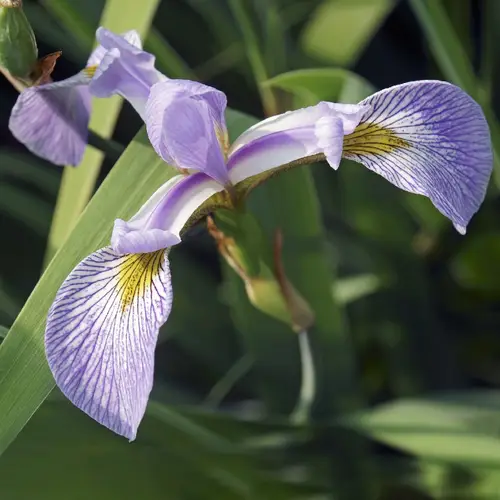 Iris de virginie