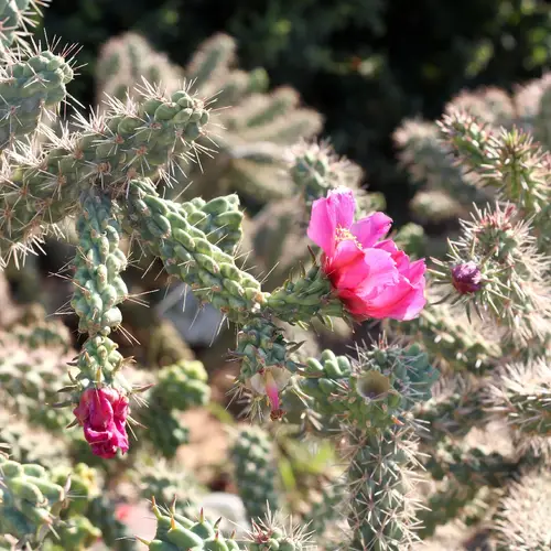 opúncia (Cylindropuntia imbricata) - PictureThis