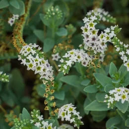 Salt heliotrope