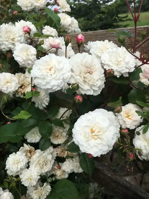 Roses 'White Pet'