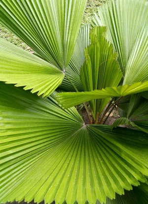 Palmas Asiticas de Abanico (Licuala) - PictureThis