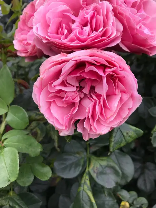 Roses 'Constance Spry'