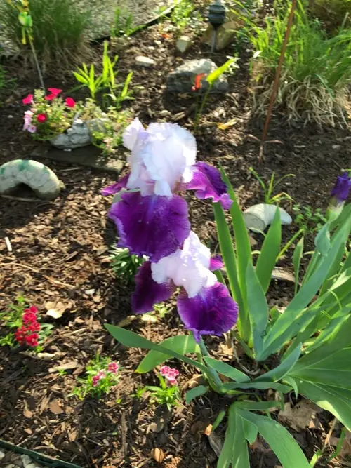 Irises 'Gay Parasol'