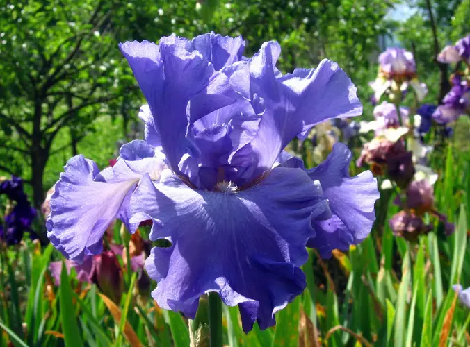 Irises 'Yaquina Blue'