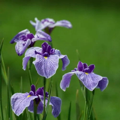 Iris japonés