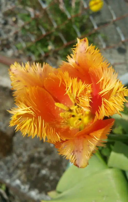 Tulipa fringed 'Lambada'