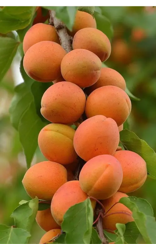 Apricot 'Harcot'
