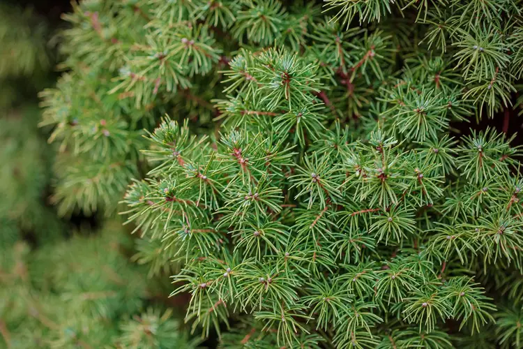 Picea abies 'Tompa'