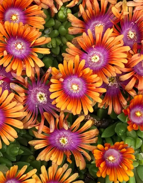 Ice plant 'Fire Spinner'