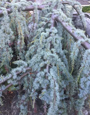 アトラスシーダー 'Glauca Pendula'の育て方・栽培方法