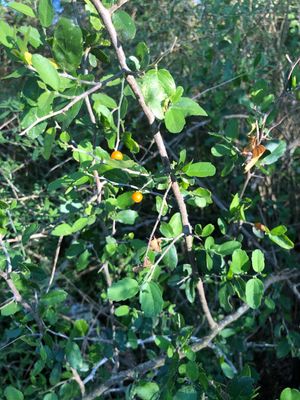 Spiny Hackberry (Celtis ehrenbergiana) - PictureThis