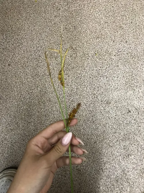扁穗草