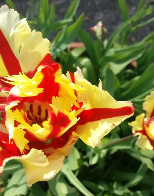 Tulips 'Flaming Parrot'
