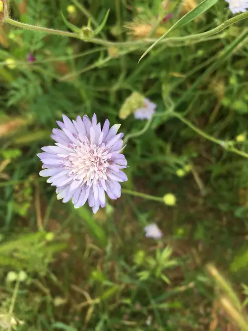Whole-leaved scabious