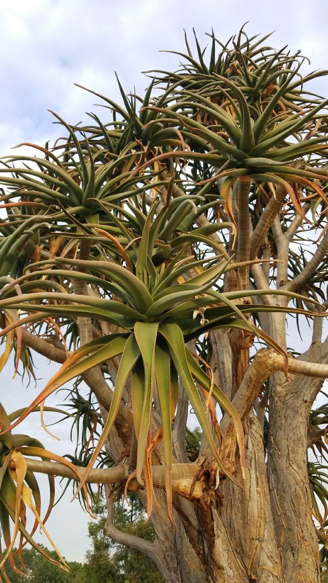 ◇BBP◇ アロエ ヘラクレス Aloe 'Hercules' ①