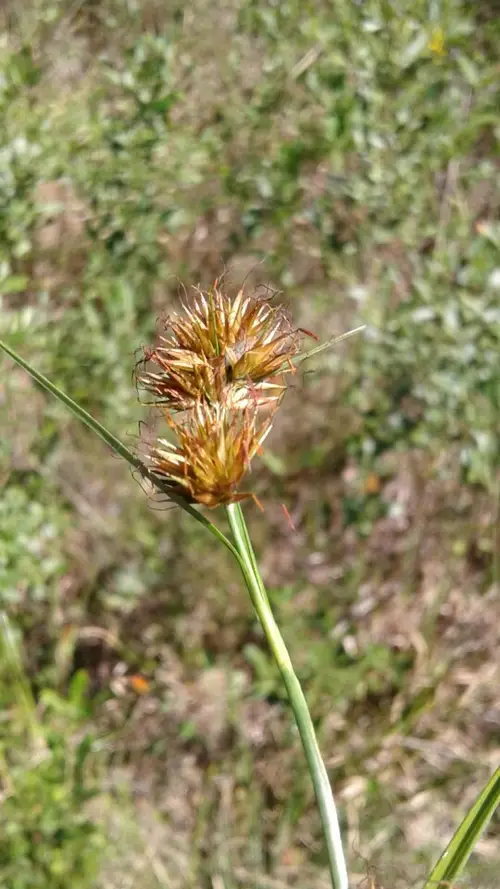 Juncia de cabeza gruesa (Carex pachystachya) - PictureThis