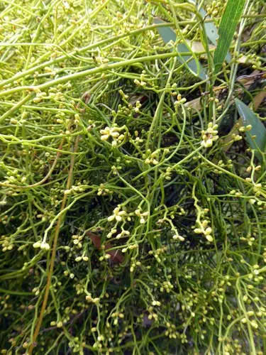 Cassytha paniculata