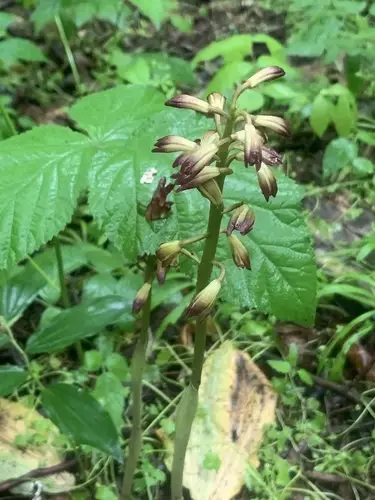 Putty root orchid