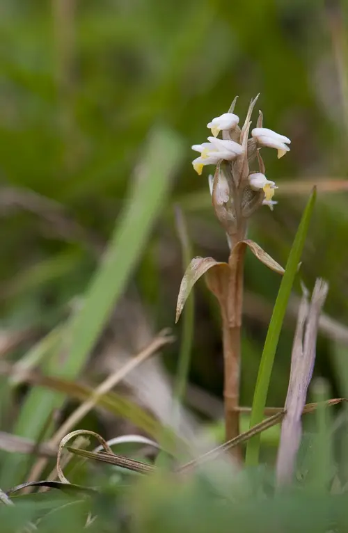 Orquídea de césped