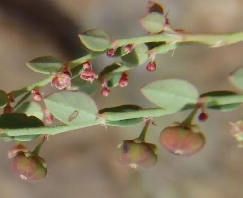 Phyllanthus parvulus