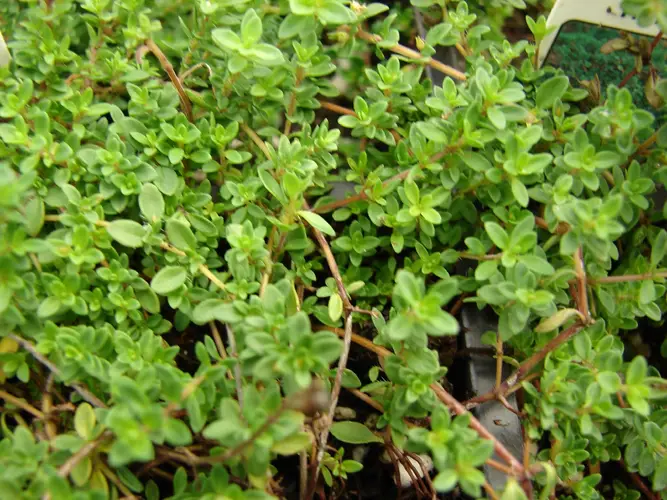 Thymus praecox subsp. britannicus