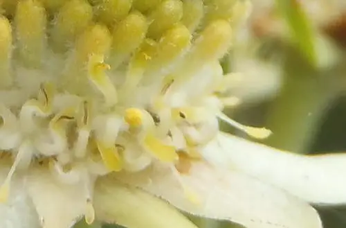 Leucadendron conicum