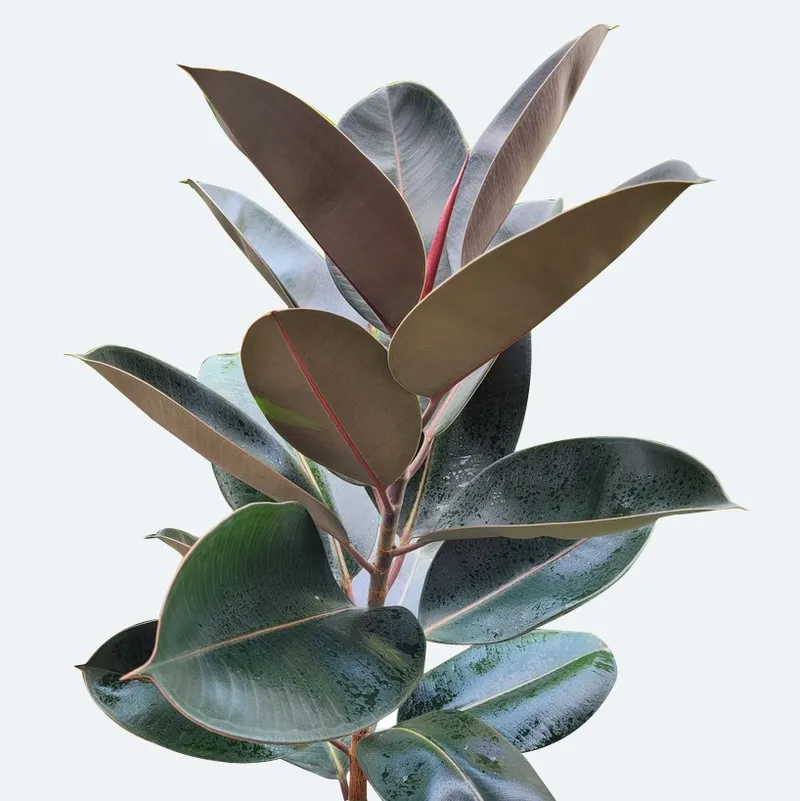 The Incredible Benefits of Growing Burgundy Rubber Tree in Your Home