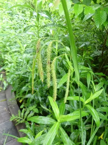 Carex gynandra