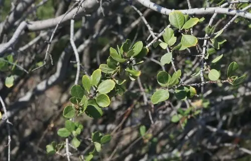 Ceanothus greggii subsp. perplexans