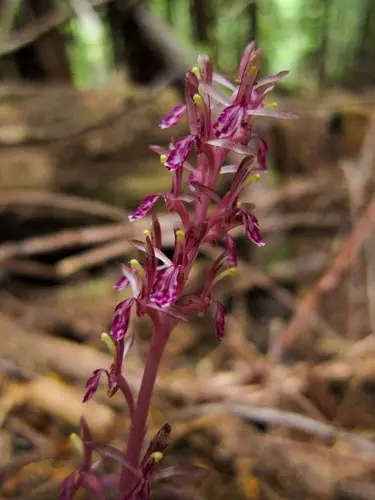 Pacific coralroot